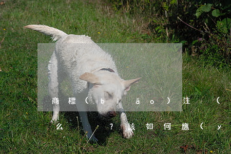 商標(biāo)注冊(cè)盲查期是什么？該如何應(yīng)對(duì)？